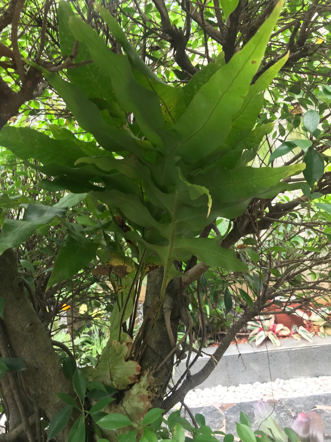 Drynaria Quercifolia