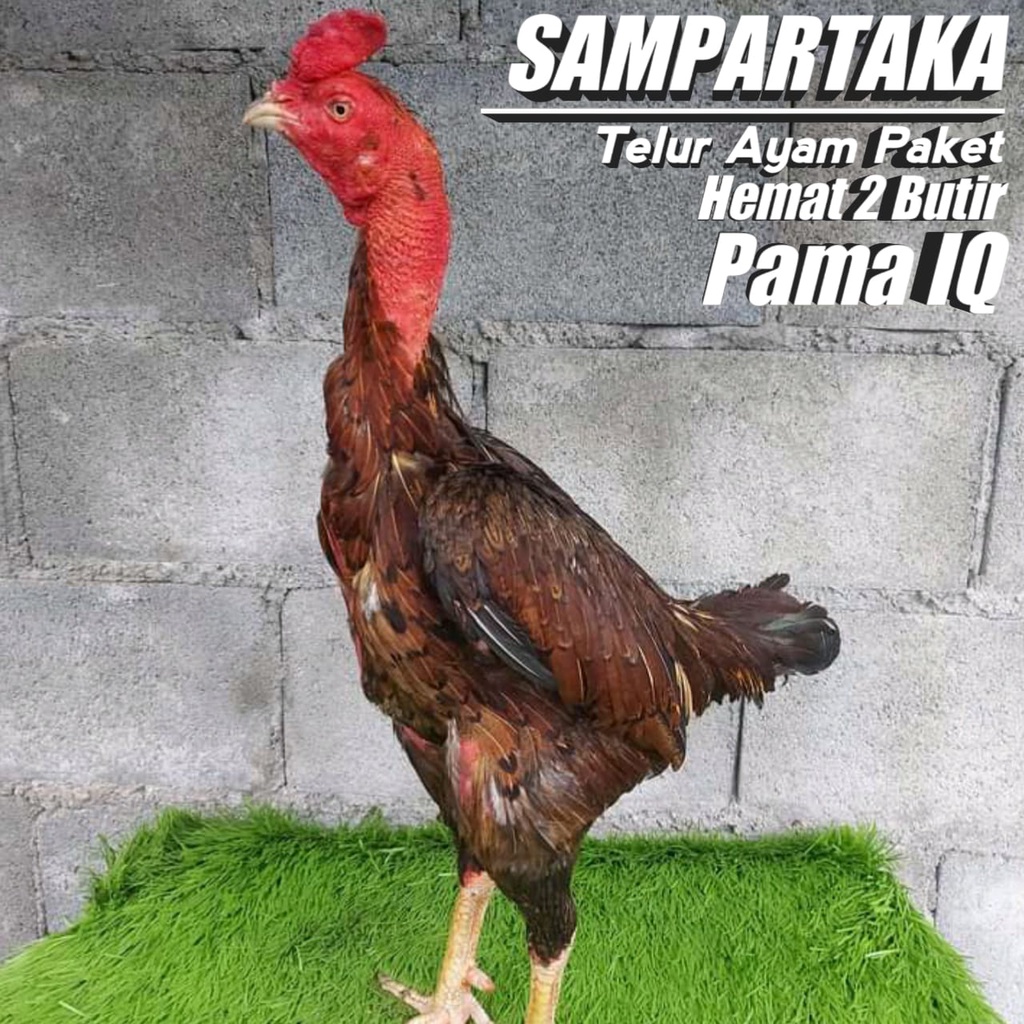 ayam birma telur paket 2 butir pama bulbi