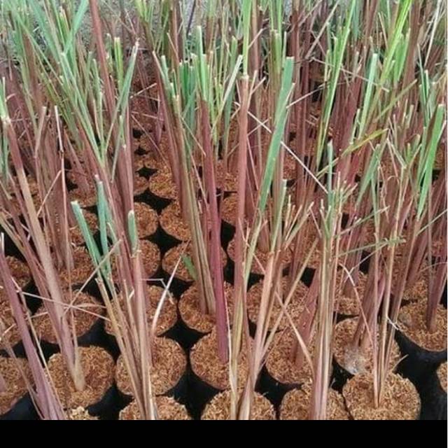 Bibit tanaman pohon sereh wangi bibit tanaman sereh wangi