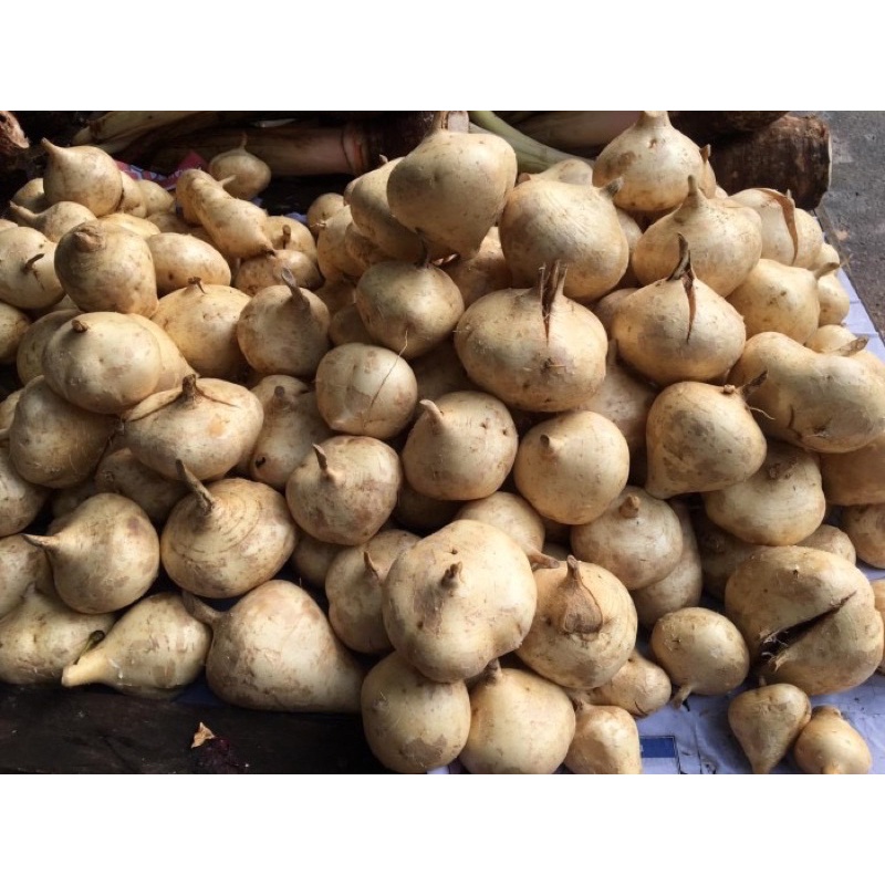 

Buah bengkoang / bengkuang