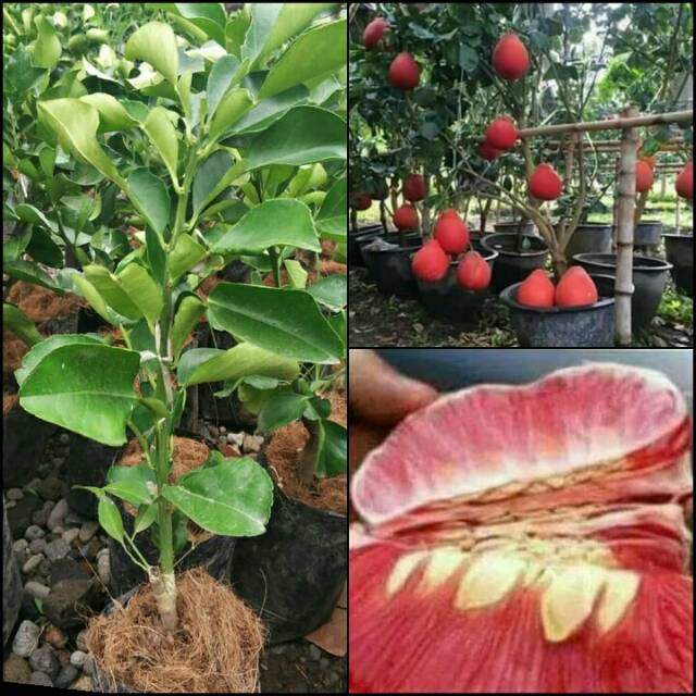 Bibit Tanaman Red Pamelo Okulasi Pohon Jeruk Pamelo Red