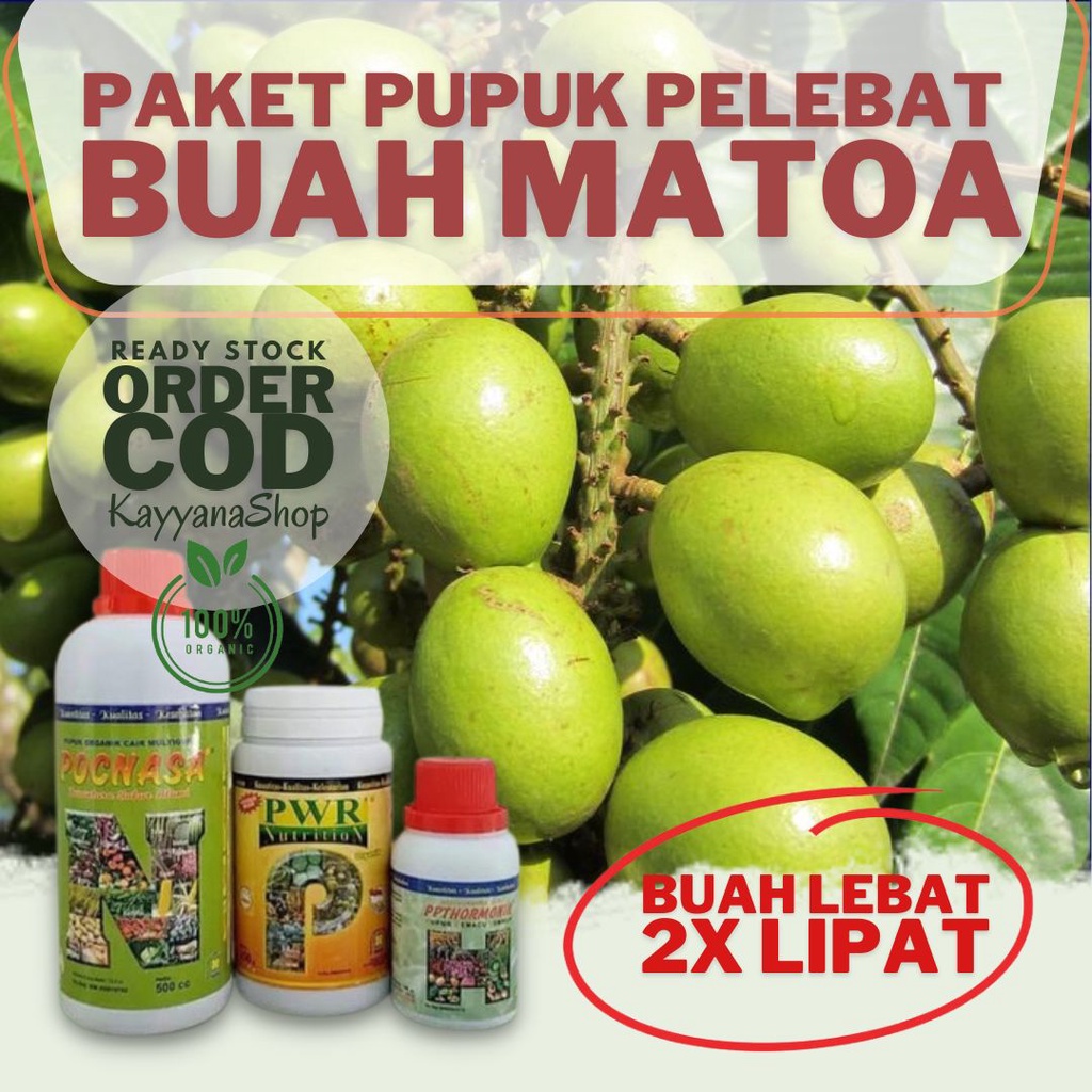 Pupuk Matoa Agar Cepat Berbuah / Pupuk Buah Matoa / Booster Matoa / Pupuk Pelebat Buah Matoa / Pupuk