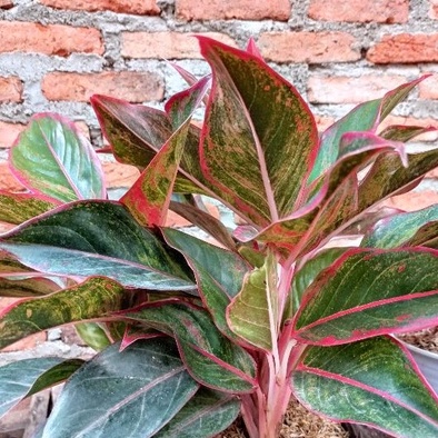 tanaman aglonema lipstik rumpun 6 besar dp