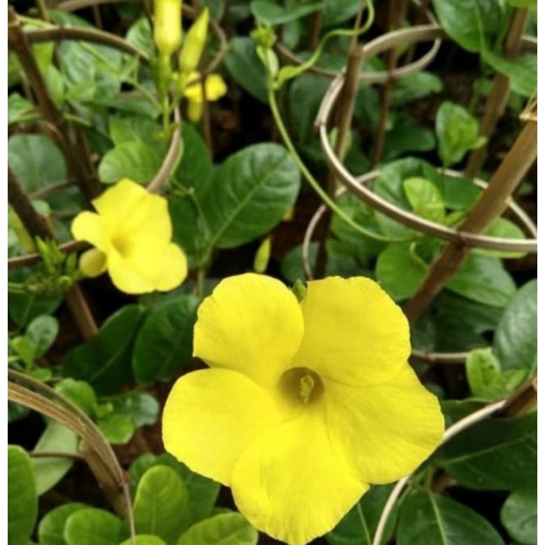 Tanaman Hias rambat bunga Alamanda kuning - mandevilla alamanda bunga kuning