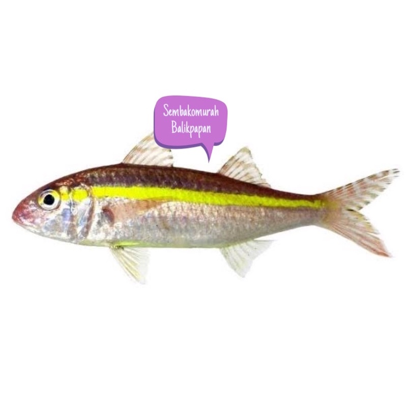 

ikan biji nangka