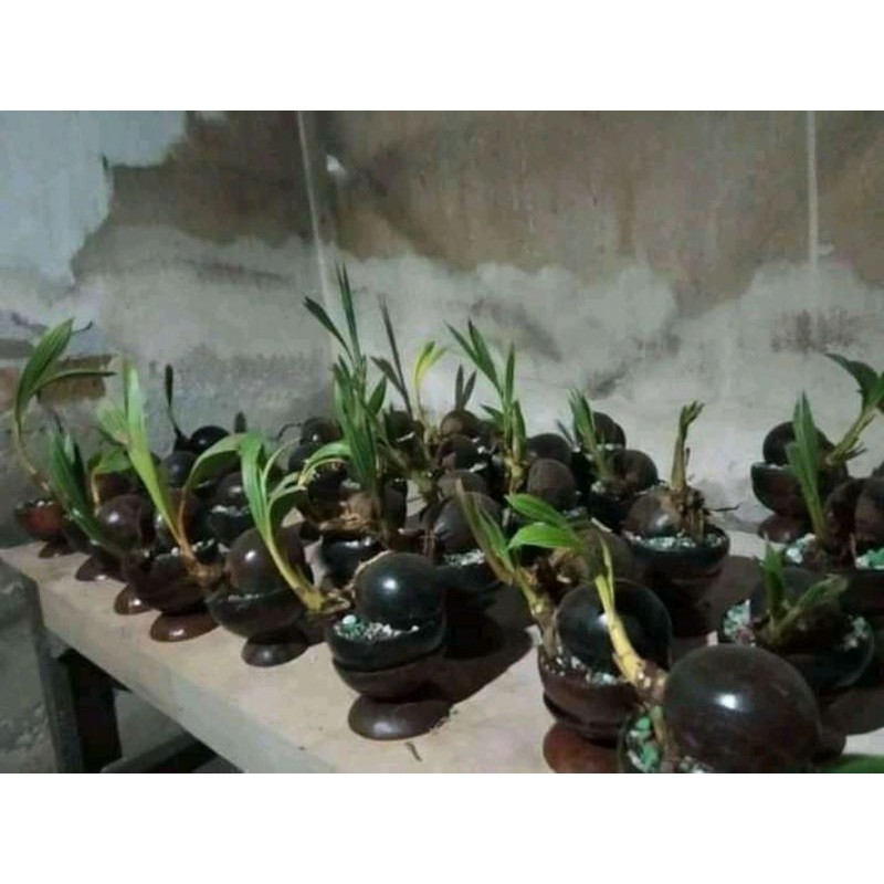 tanaman hias bonsai kelapa