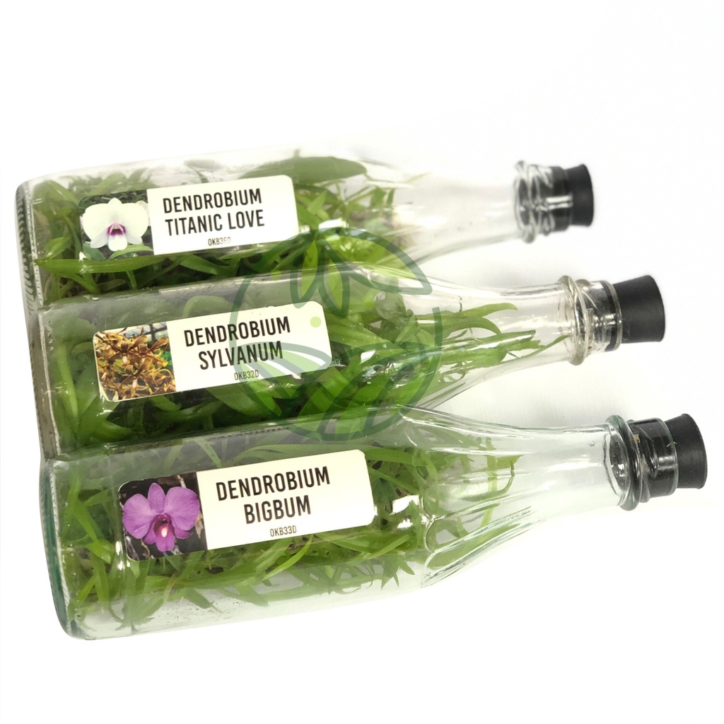 Bibit Anggrek Dendrobium Dalam Botol Siap Aklim