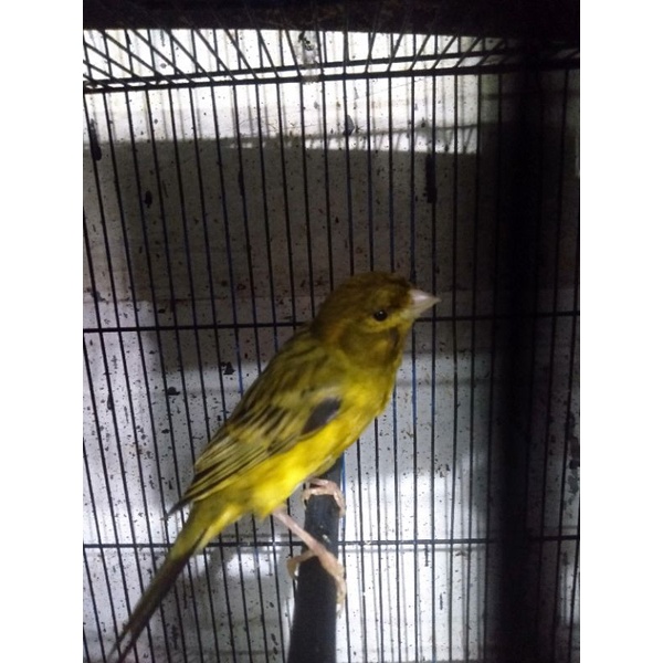 burung kenari afs betina siapan