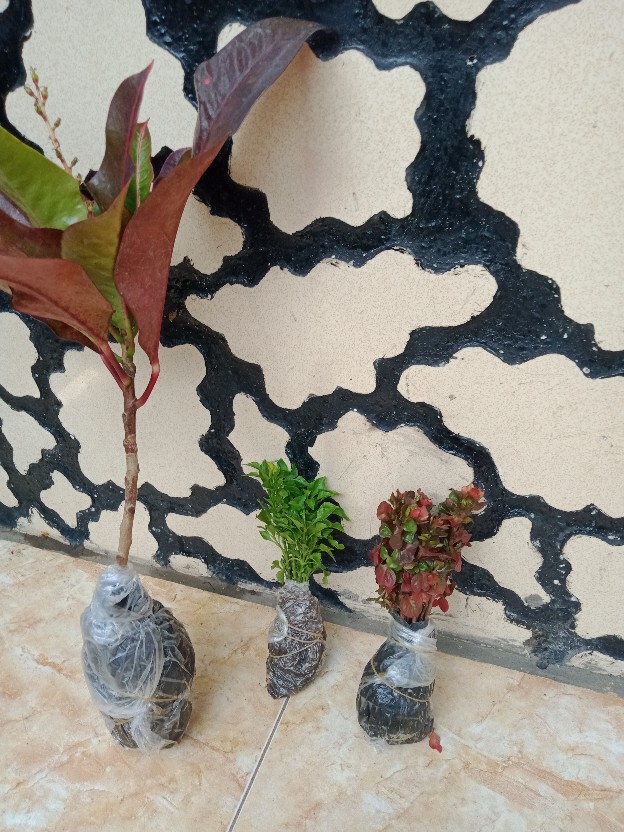 Tanaman Hias - Bibit Bunga Puring Bali