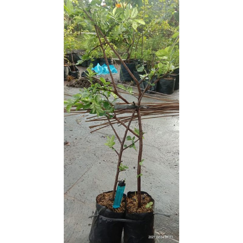 bahan bibit bonsai ulmus mikro varigata