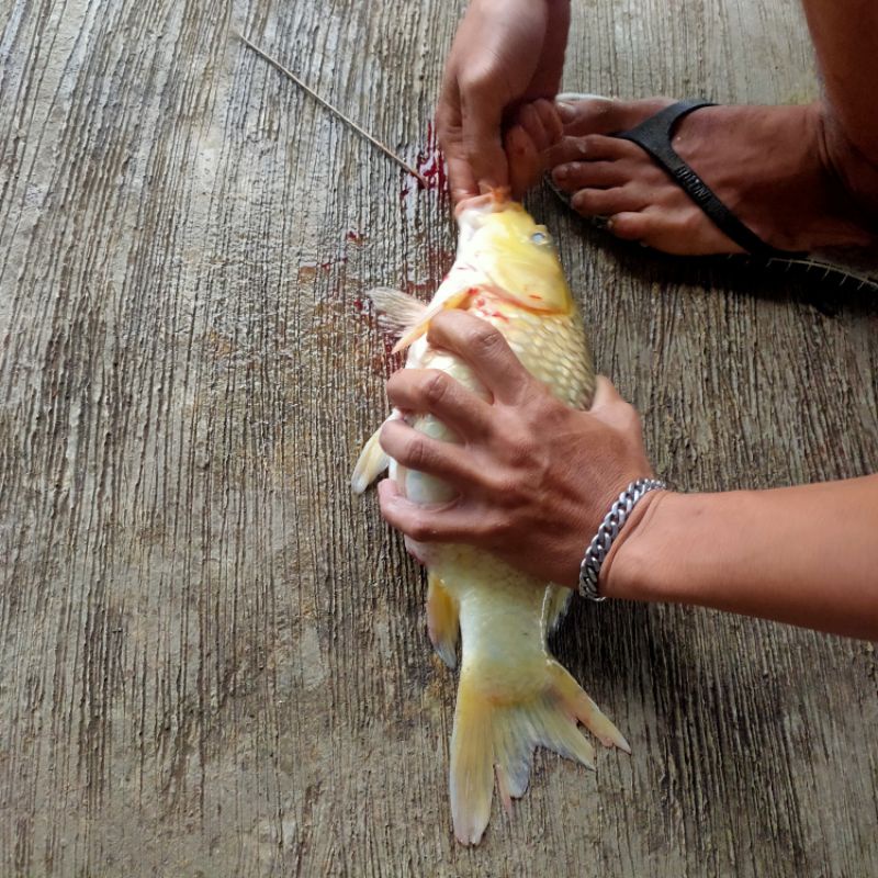 Essen Oplosan anggur Garang Ikan Mas Harian Lomba Induk/Babon Dan Ikan Rame 15ml