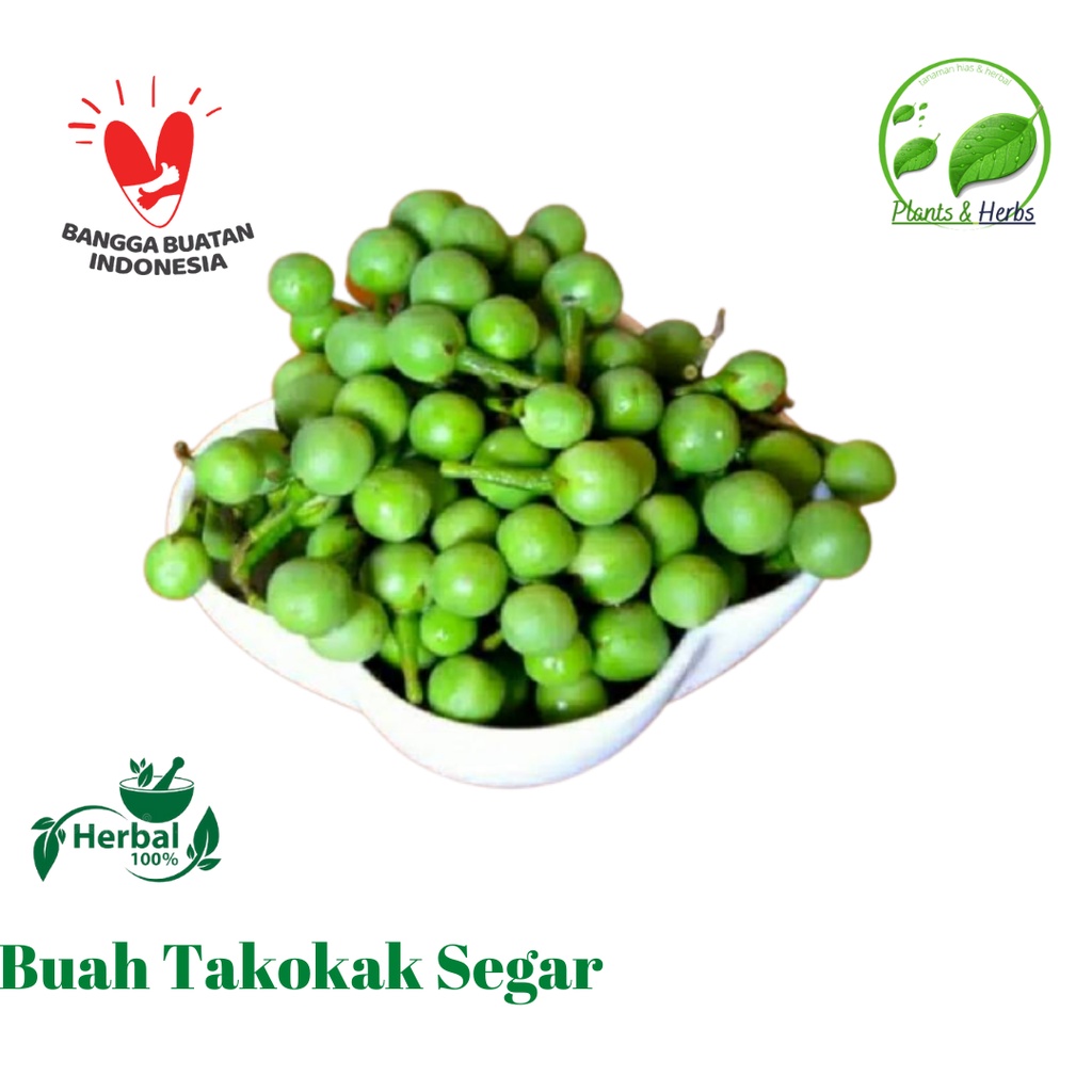 

1Kg Buah Takokak Segar - Rimbang Organik - Solanum Torvum sayuran dan Herbal