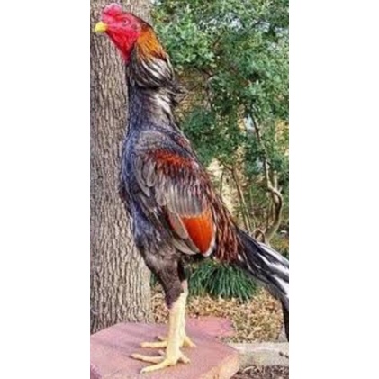 

telur ayam phakoy.mangon.senekti.
