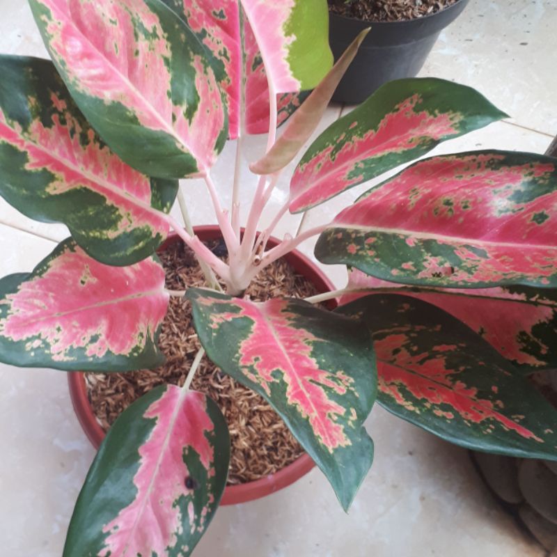 aglonema kocin tembaga