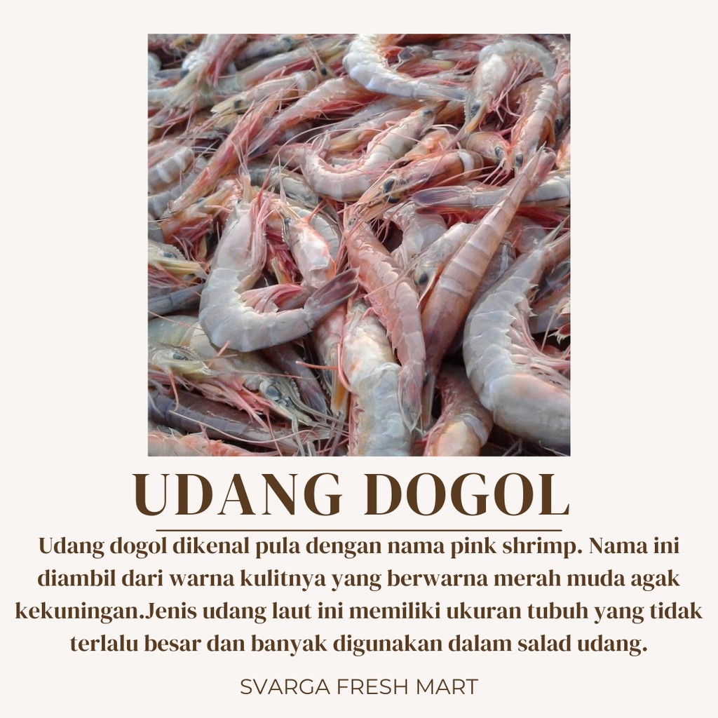 

Udang Dogol