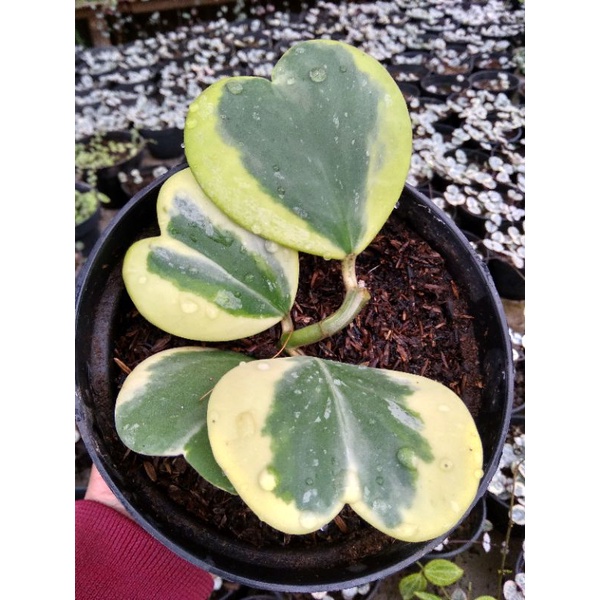 sukulen hoya love varigata /hoya kerii