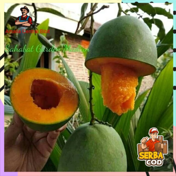 Bibit Mangga Alpukat