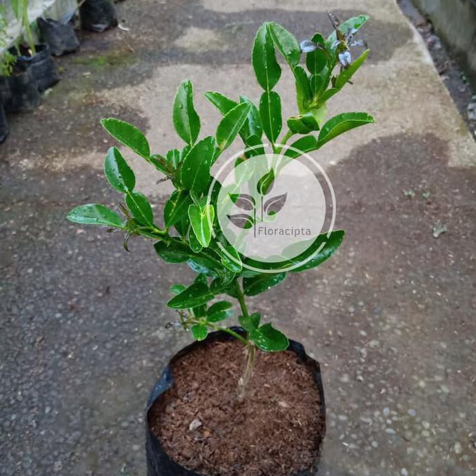 BIBIT JERUK PURUT POHON JERUK PURUT BIBIT DAUN JERUK PURUT POHON DAUN JERUK PURUT