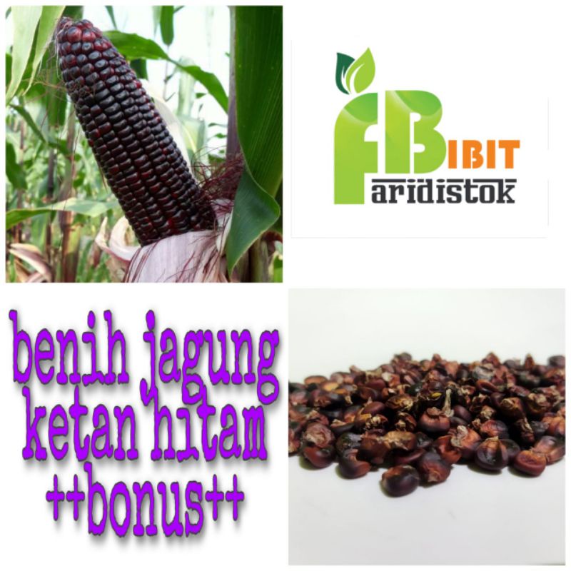 benih jagung ketan ungu kehitaman 100 gram