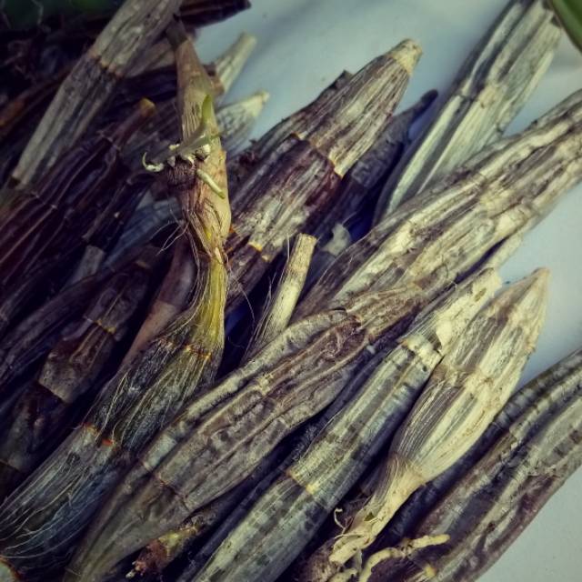 BATANG ANGGREK MERPATI / UMBI ANGGTEK MERPATI SEGAR