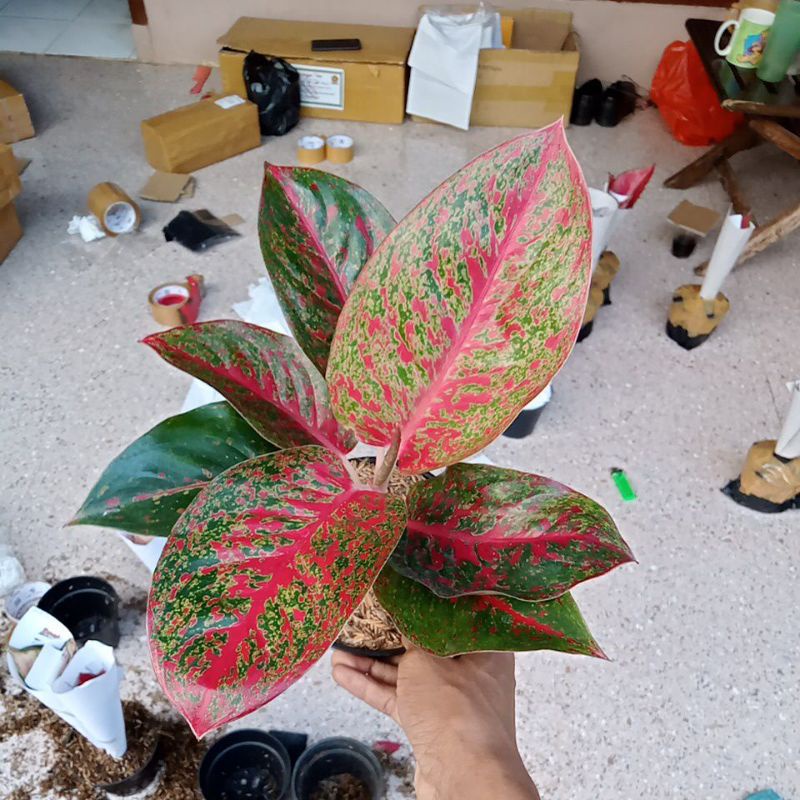 Aglonema Red Stardust Daun 6-7 Size Dewasa