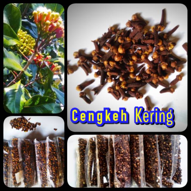 

CENGKEH KERING ASLI 100% MURAH,