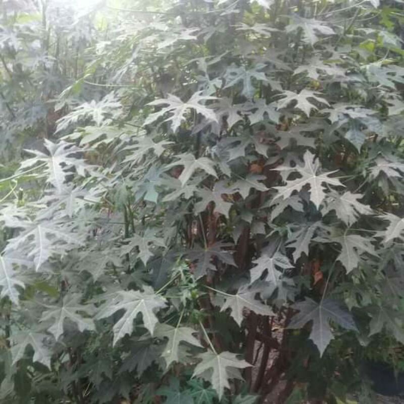 

Gedi atau pepaya jepang