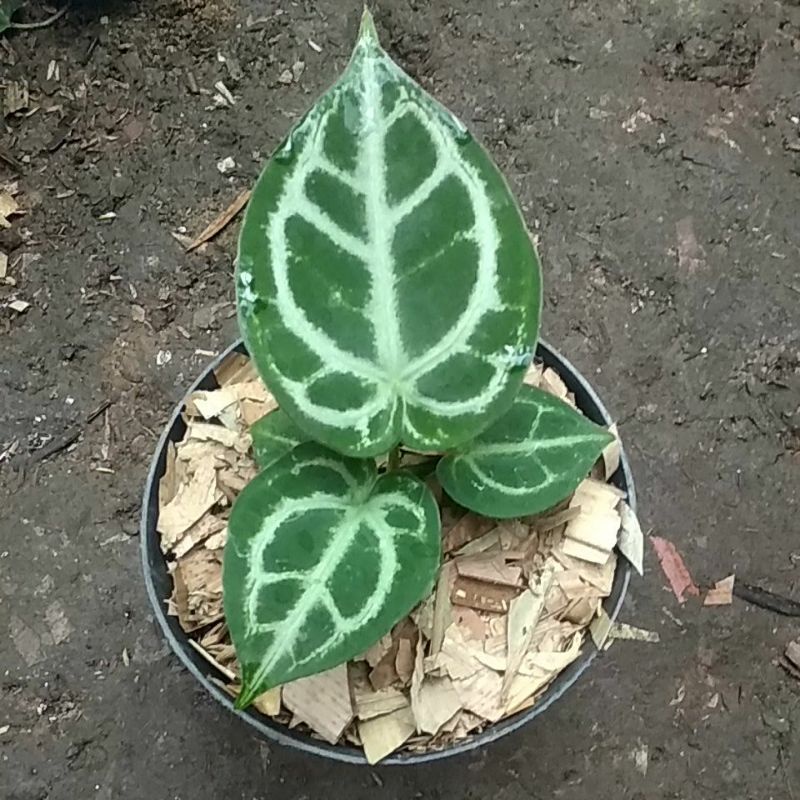 Anthurium Dorayaki Silver