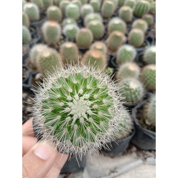 kaktus import duri putih/kaktus ownroot/kaktus pasaman