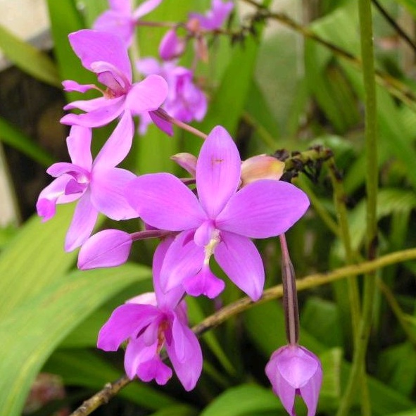 Bunga Anggrek Tanah Lebat Bibit Bunga Anggrek Tanah