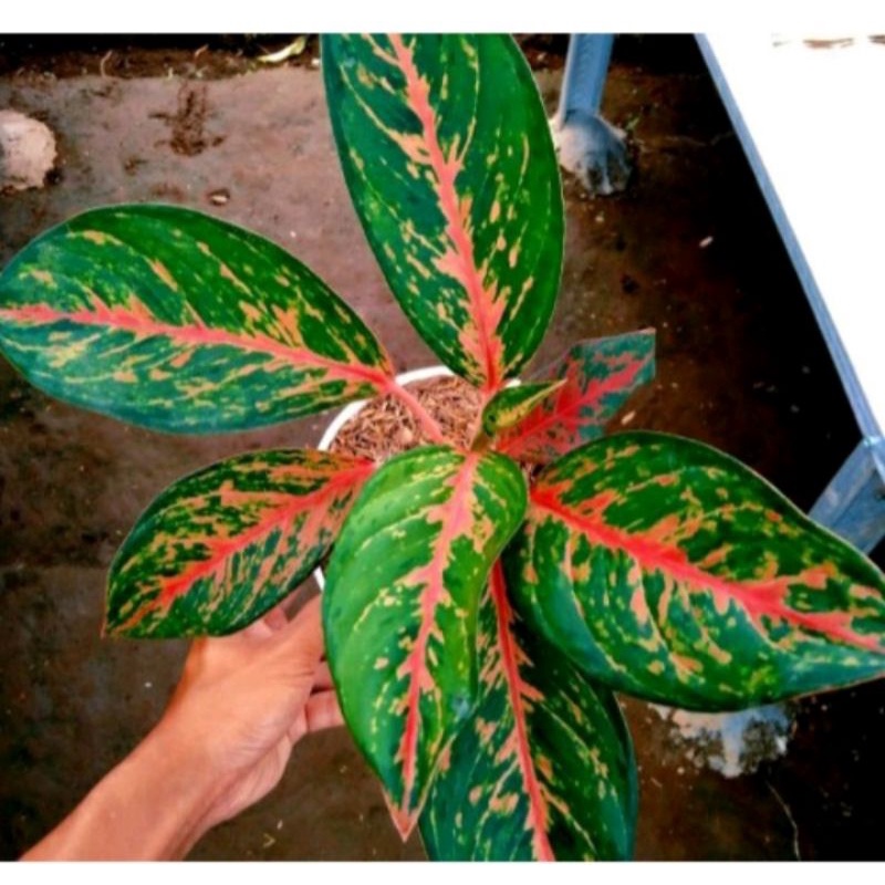 Tanaman Hias Aglonema Tulang Gatot Kaca/Aglonema Gatut Kaca