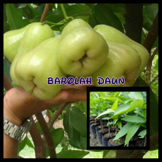 Bibit jambu air,madu deli putih andalan