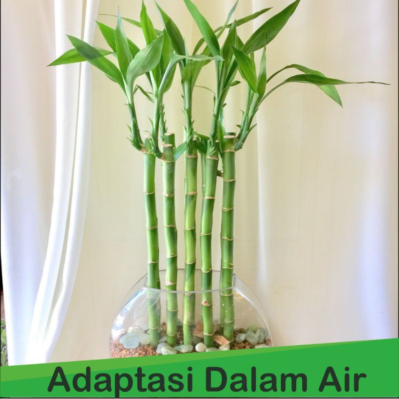 tanaman aquascape bamboo air. (lucky bamboo)