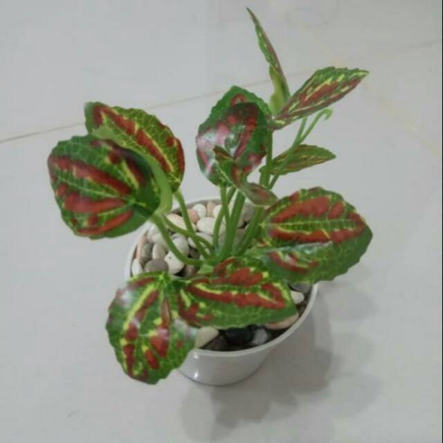 

Bunga daun