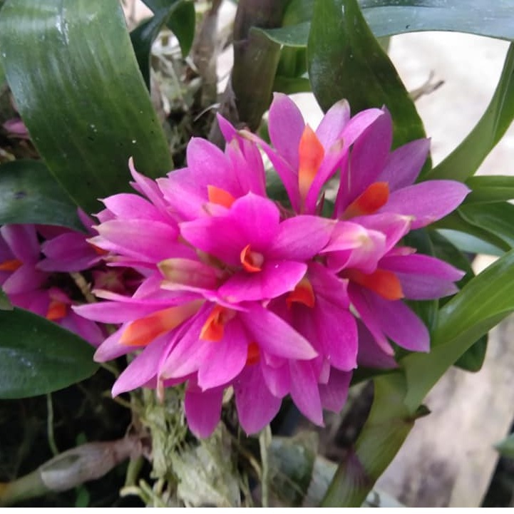 [ DEWASA ] Dendrobium Hibiki – Anggrek Mini, Warna Maksimal