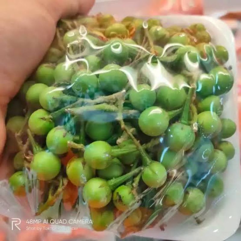 

100gr takokak Tekokak Cepokak segar