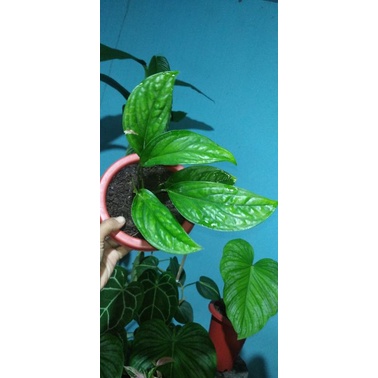 paket monstera pinatipartita