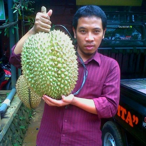 

Bibit Durian Bawor, Musangking, 2 Kelengkeng New Kristal