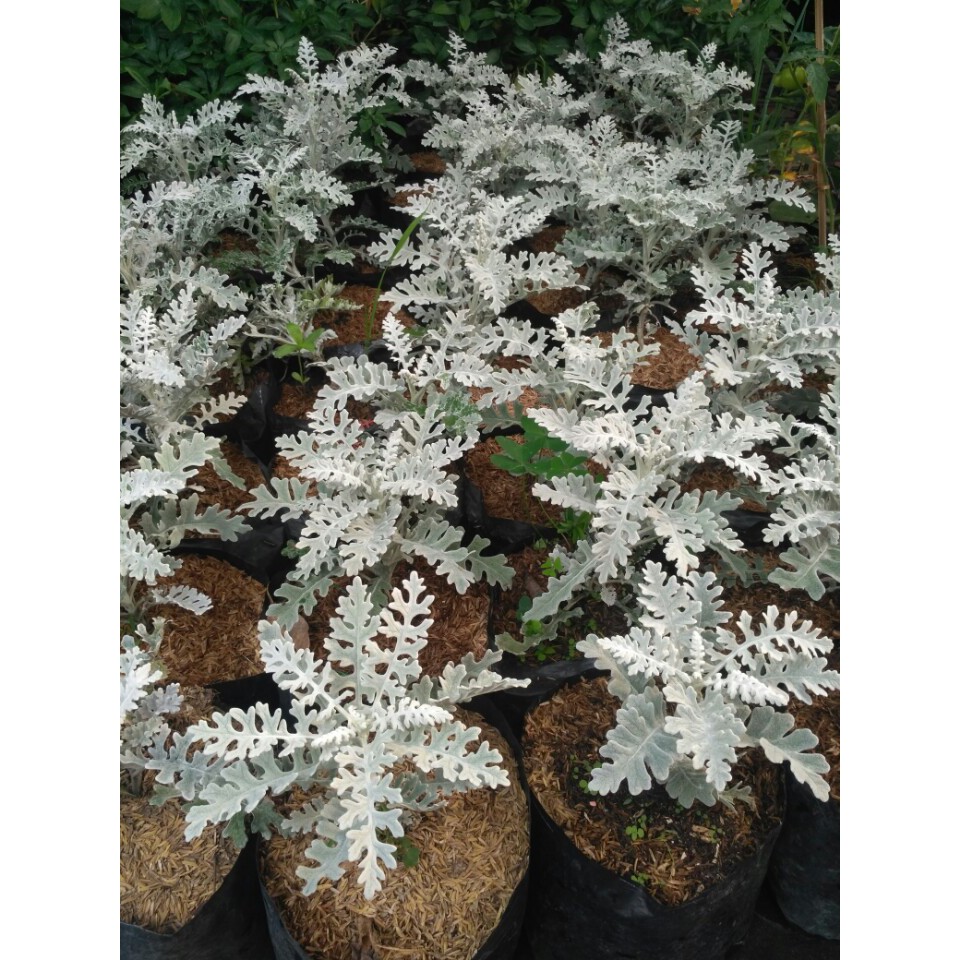 tanaman hias silver dust daun (putri salju)