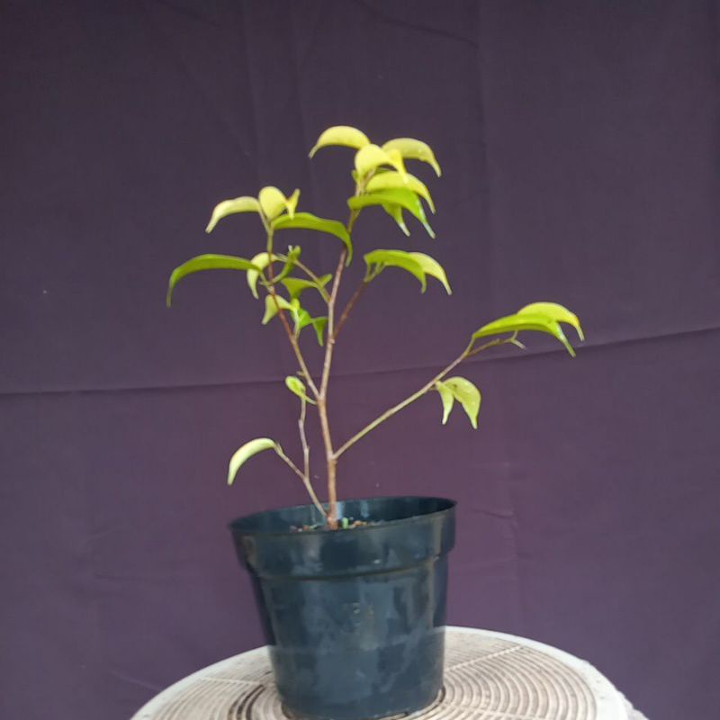 tanaman bibit beringin Benjamin/beringin golden