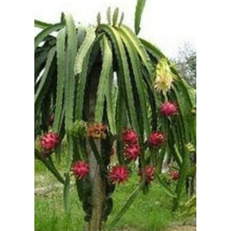

bibit buah naga merah,mini juga ada.1 paket 2 pcs.bonus 1 bibit.