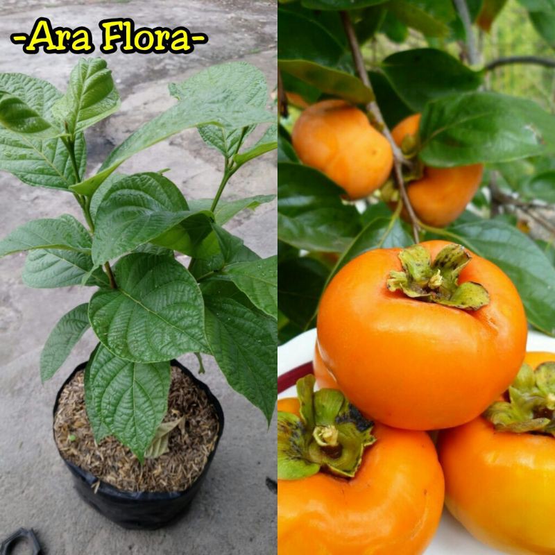 Bibit buah kesemek import
