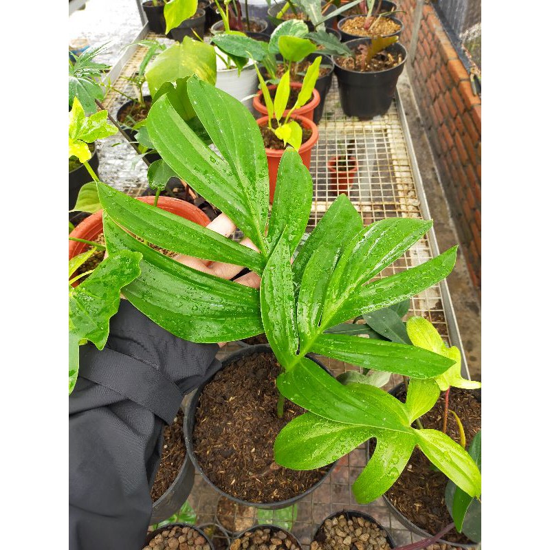 raphidopora decursiva