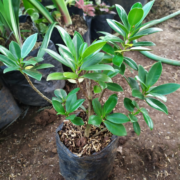 pohon beringin-bibit pohon beringin-bonsai beringin