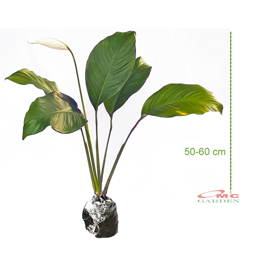 Tanaman Hias Pohon Sepatu Filum Peace Lily Spatyfhilum Floribundum Bunga Lili  Perdamaian PS-5060