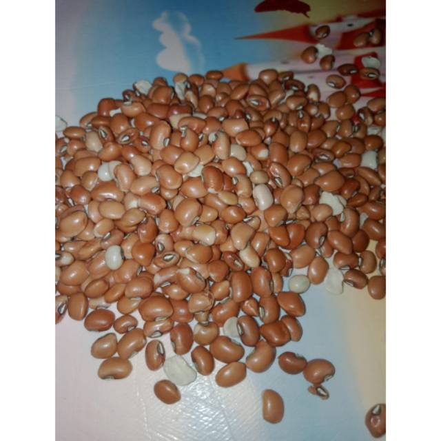

(ECER) Kacang Beras / Kacang Tolo < 50 gram >