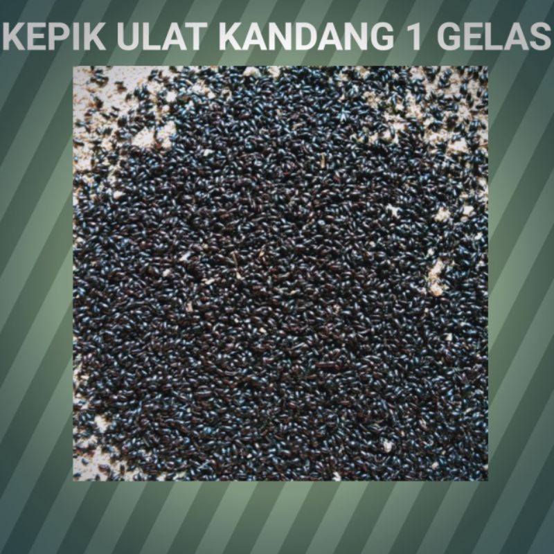 kepik ulat kandang //bibit ulat kandang 1 gelas