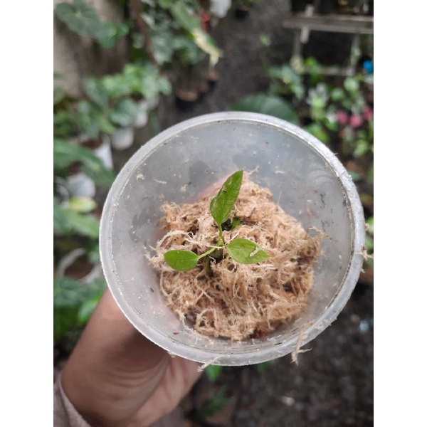 Tanaman anthurium warrocqueanum lidah gajah