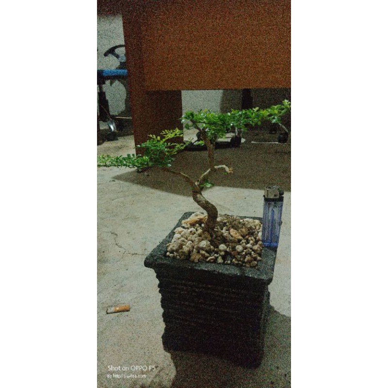 bahan bonsai mame kawista batu daun kecil