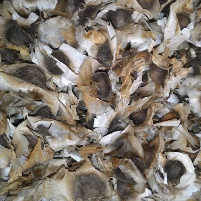 kelor merah/ redmoringa